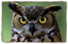 great_horned_owl3.png