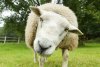 gallery-1500894944-sheep-close-up.jpg