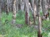 Ravine trees ferns thick.JPG