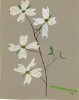 Art - Dogwood branch - 1959 sans name.jpg