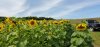 Jeep and Sunflowers.jpg