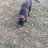 Begungrain7